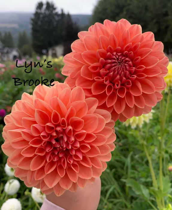 Lyn's Brooke