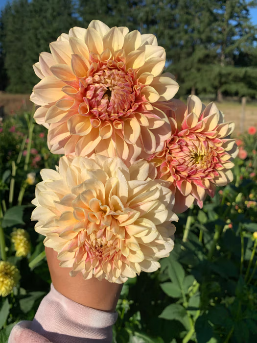 LTF Lemon Blush