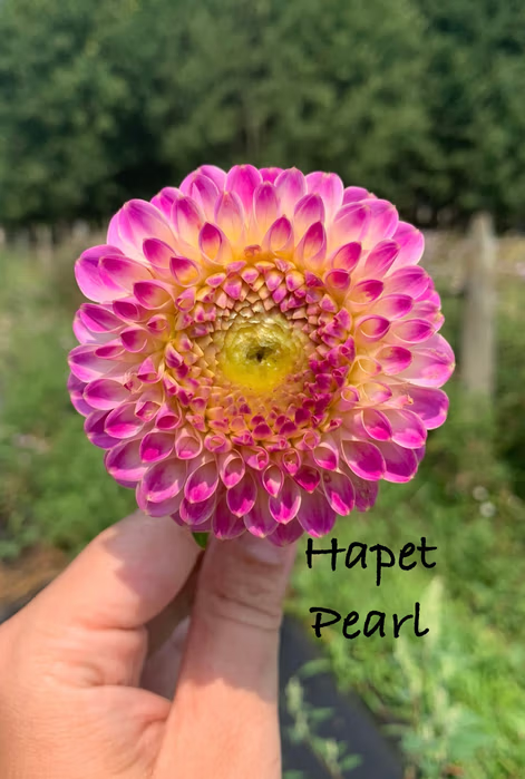 Hapet Pearl