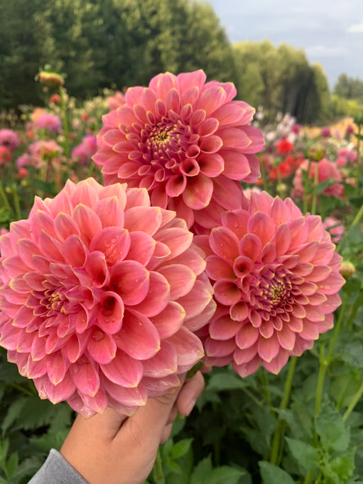 Peachy Parade