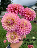 Skipley Spot of Gold