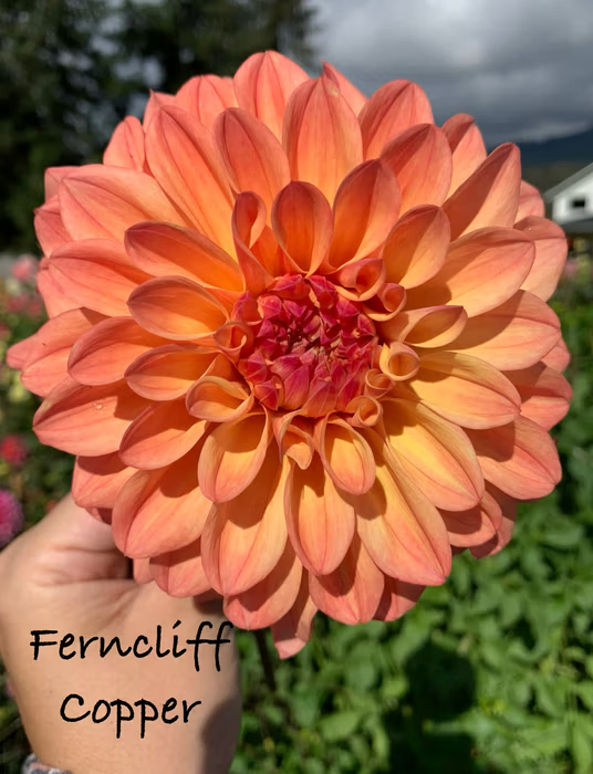 Ferncliff Copper