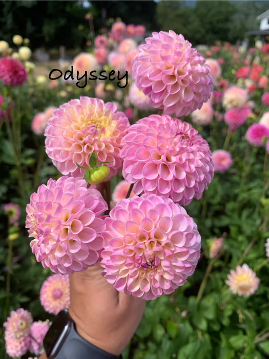 Odyssey