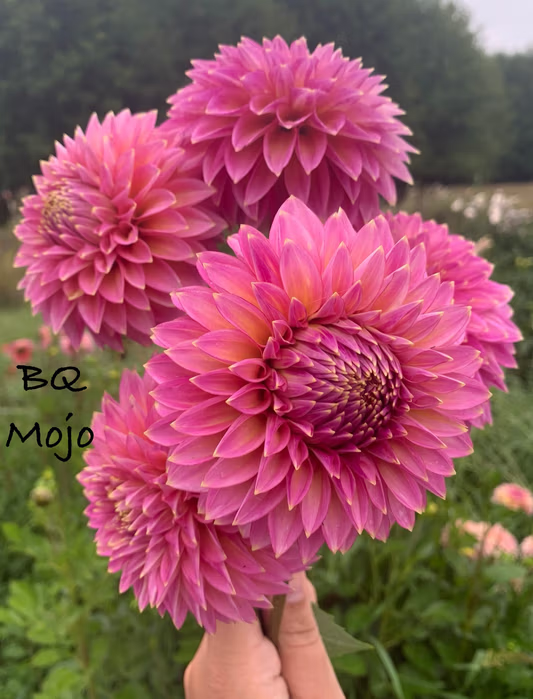BQ Mojo