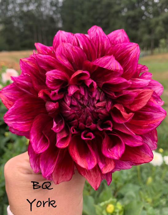 BQ York