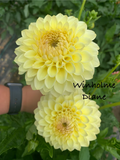 Winholme Diane