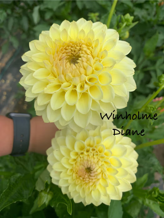 Winholme Diane