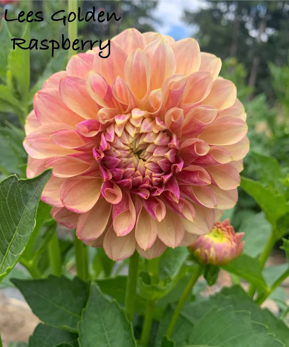 Lee's Golden Raspberry