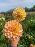 Double Jill