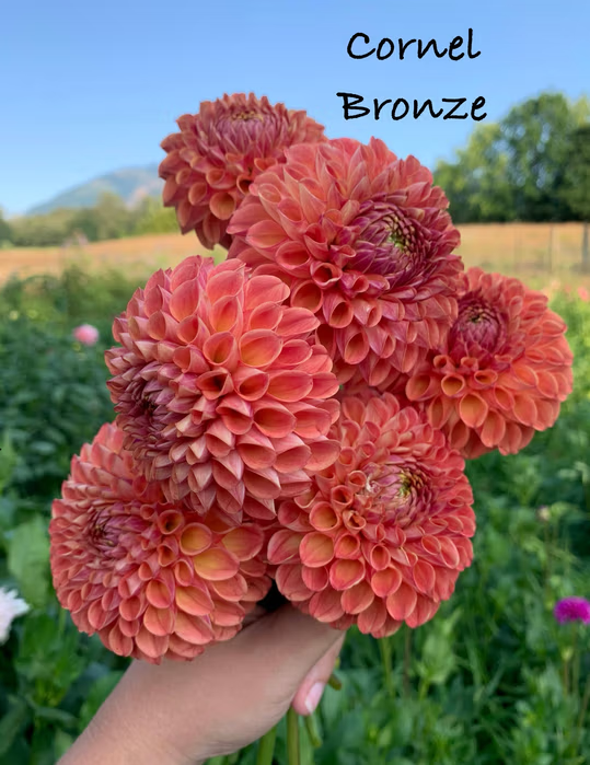 Cornel Bronze