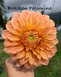 Bracken Palomino