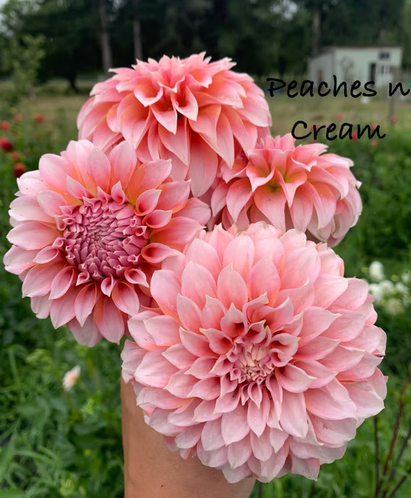 Peaches n Cream