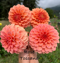 Rose Toscano