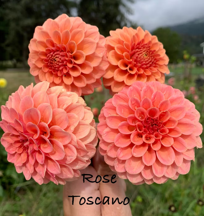 Rose Toscano
