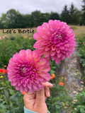 Lee's Bertie