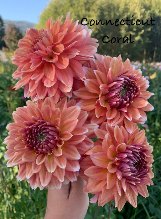 Connecticut Coral