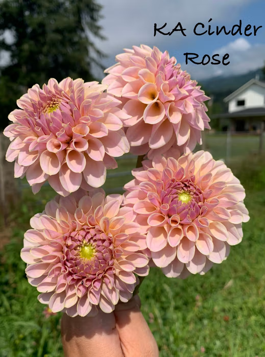 Cinder Rose
