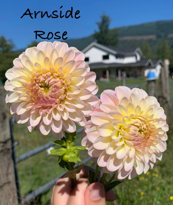 Arnside Rose