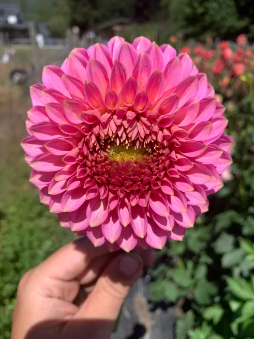 BQ Pink Parfait