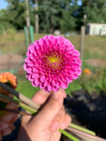 Betty Anne