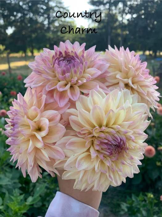 Country Charm