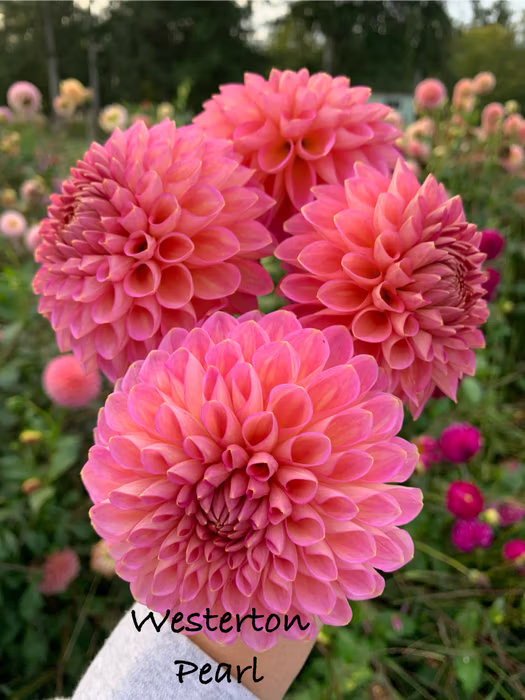 Westerton Pearl