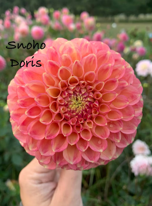Snoho Doris
