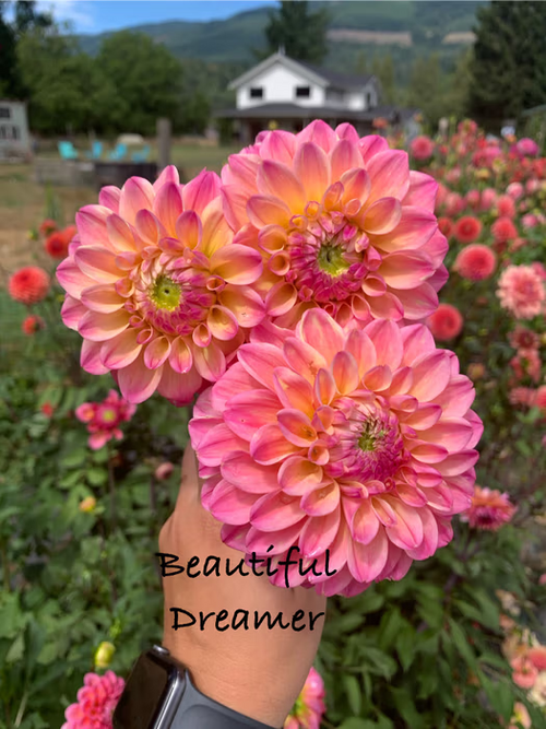 Beautiful Dreamer
