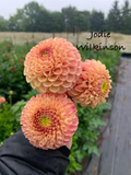 Jodie Wilkinson