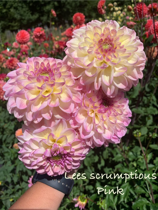 Lee's Scrumptious Pink
