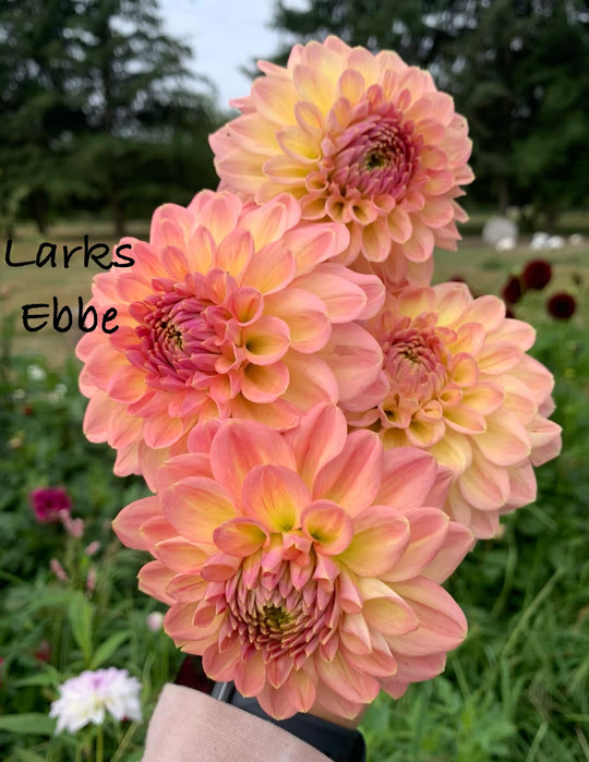 Larks Ebbe