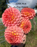 20th ave Softer Peach