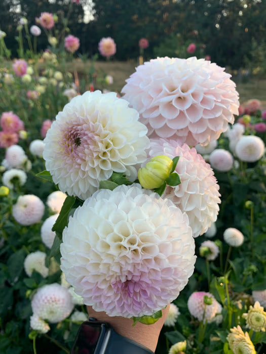 Pink Pearl