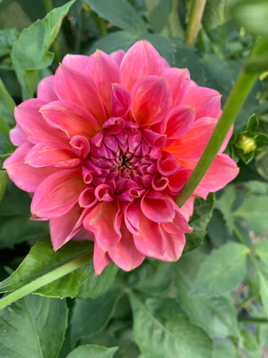 RM Pink Sugar