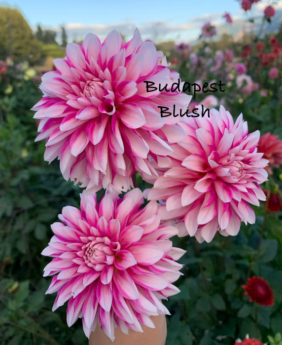 Budapest Blush