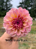 Blah Blah Blah