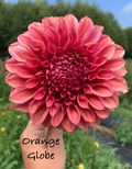 Orange Globe