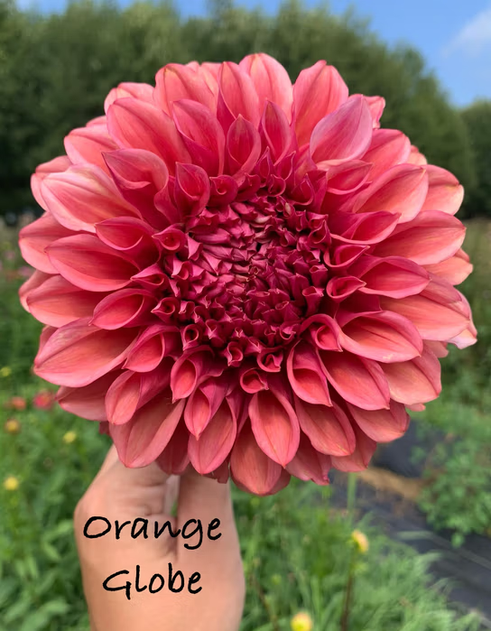 Orange Globe