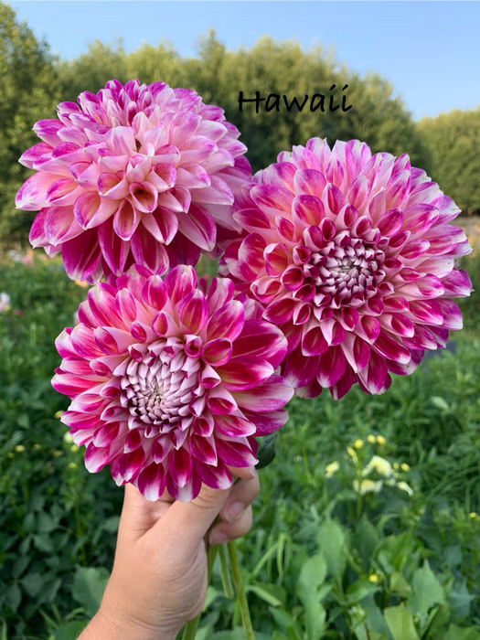 Hawaii