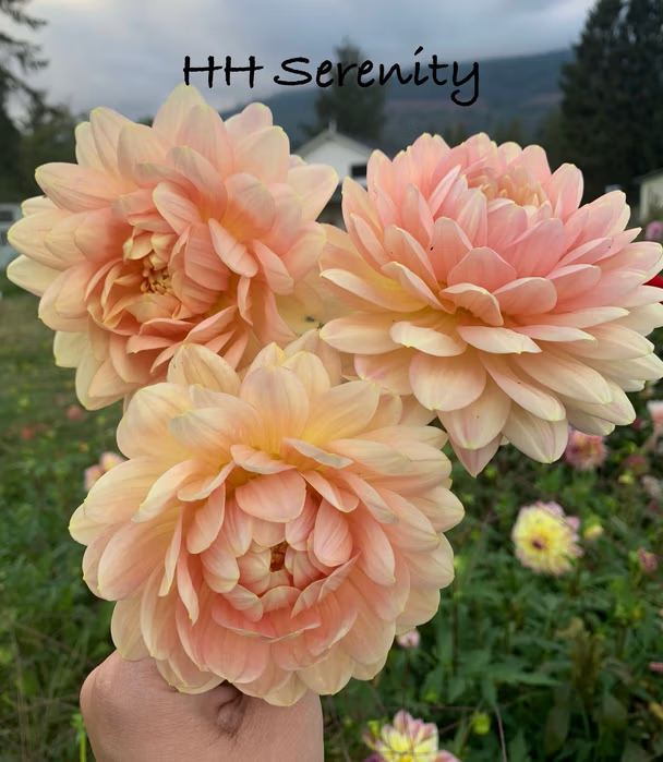 Hollyhill Serenity