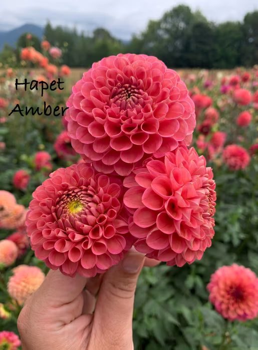 Hapet Amber