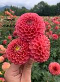 Hapet Amber
