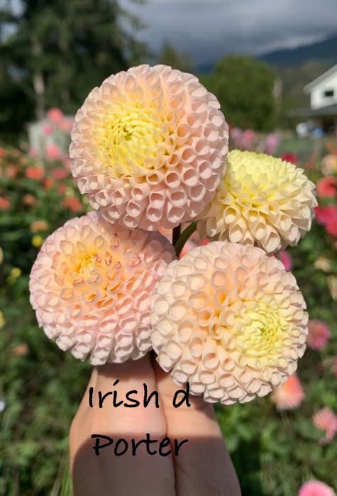 Irish d Porter