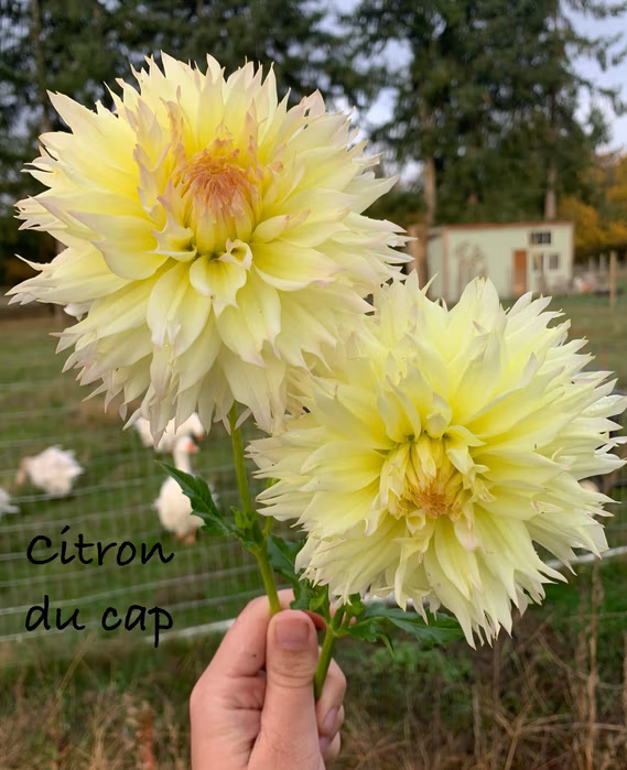 Citron du Cap