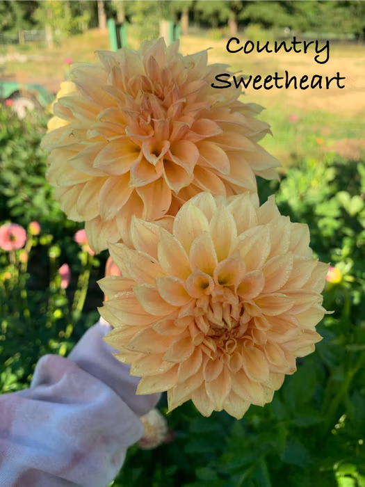 Country Sweetheart