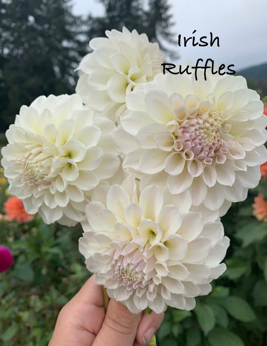 Irish Ruffles