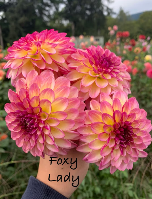 Foxy Lady