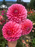 Stella R