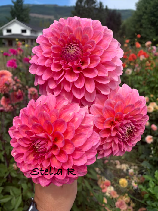 Stella R