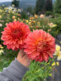 Country Rose